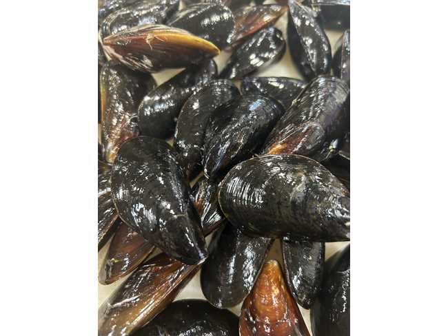 Farmed Canadian Mussels - PEI 10# bag